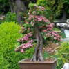 The History of Bonsai In Japan